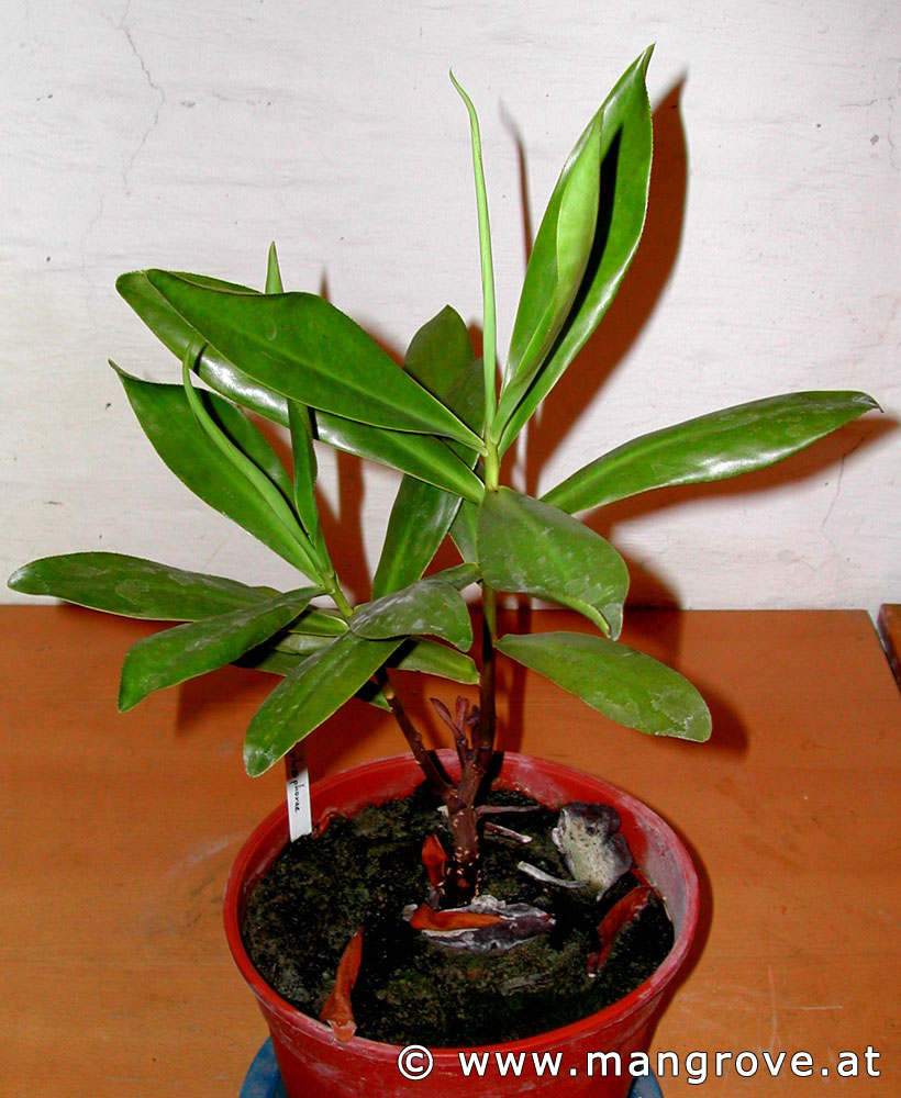Pelliciera rhizophorae cultivation